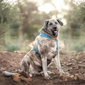 Arnés para perro GIGANTE